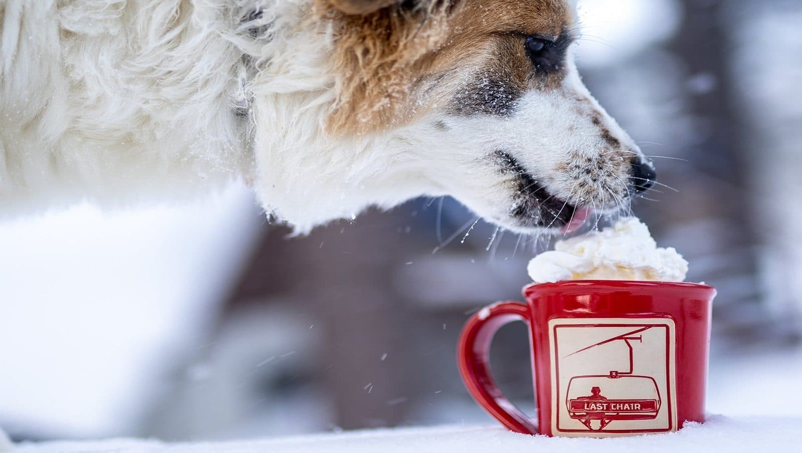 Dog enjoying whipped cream from a Last Chair custom ski mug in the snow